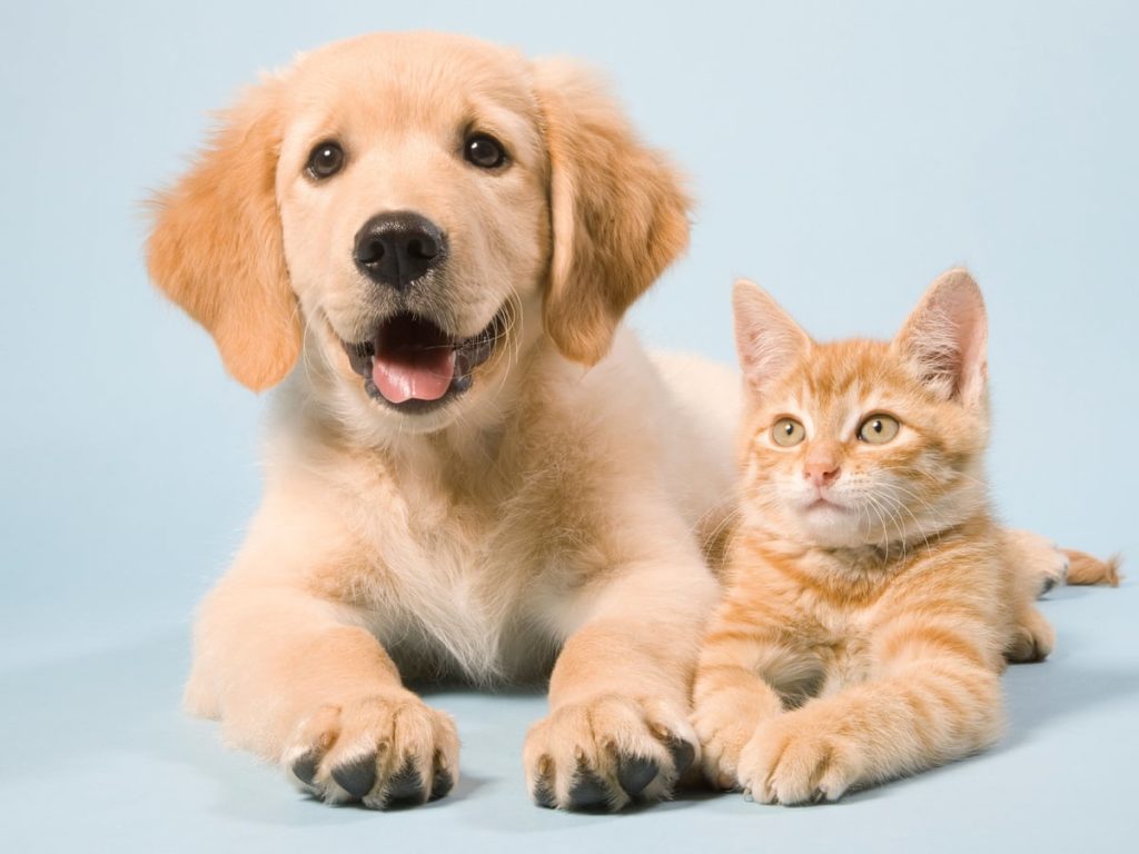 Image of cute cat and dog