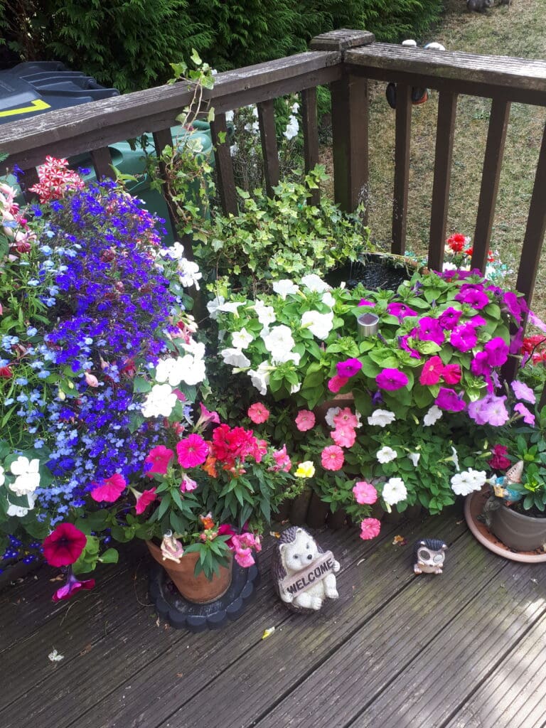 Garden competition highly commended 2025