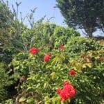 Robin Ballard (Best Private Garden)
